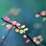 fiori di bach luiben